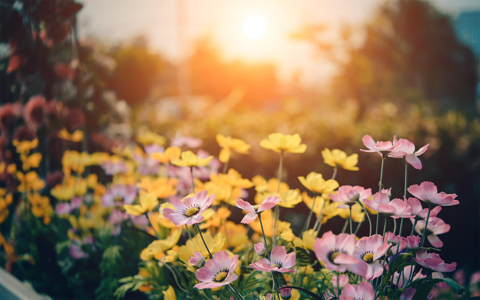 A vibrant garden of pink and yellow flowers under a glowing sunset.